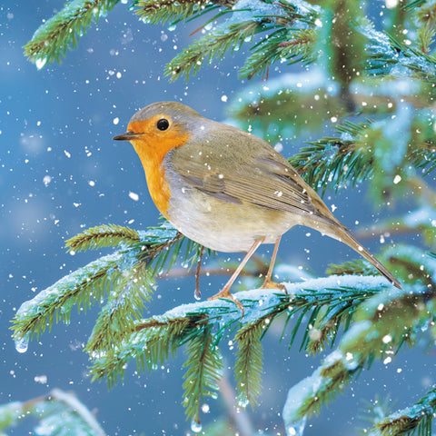 Robin on branch Christmas card pack